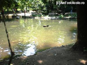 [P05] Prin Parcul Cismigiu.  » foto by melena
 - 
<span class="allrVoted glyphicon glyphicon-heart hidden" id="av640855"></span>
<a class="m-l-10 hidden" id="sv640855" onclick="voting_Foto_DelVot(,640855,11447)" role="button">șterge vot <span class="glyphicon glyphicon-remove"></span></a>
<a id="v9640855" class=" c-red"  onclick="voting_Foto_SetVot(640855)" role="button"><span class="glyphicon glyphicon-heart-empty"></span> <b>LIKE</b> = Votează poza</a> <img class="hidden"  id="f640855W9" src="/imagini/loader.gif" border="0" /><span class="AjErrMes hidden" id="e640855ErM"></span>