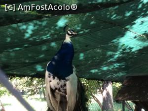 [P34] Parcul Cismigiu - exista si un loc - o minigradina zoologica unde putem admira aceste frumuseti » foto by mishu
 - 
<span class="allrVoted glyphicon glyphicon-heart hidden" id="av752399"></span>
<a class="m-l-10 hidden" id="sv752399" onclick="voting_Foto_DelVot(,752399,11447)" role="button">șterge vot <span class="glyphicon glyphicon-remove"></span></a>
<a id="v9752399" class=" c-red"  onclick="voting_Foto_SetVot(752399)" role="button"><span class="glyphicon glyphicon-heart-empty"></span> <b>LIKE</b> = Votează poza</a> <img class="hidden"  id="f752399W9" src="/imagini/loader.gif" border="0" /><span class="AjErrMes hidden" id="e752399ErM"></span>