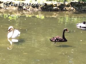 [P44] Parcul Cismigiu - lebada alba, lebada neagra » foto by mishu
 - 
<span class="allrVoted glyphicon glyphicon-heart hidden" id="av752409"></span>
<a class="m-l-10 hidden" id="sv752409" onclick="voting_Foto_DelVot(,752409,11447)" role="button">șterge vot <span class="glyphicon glyphicon-remove"></span></a>
<a id="v9752409" class=" c-red"  onclick="voting_Foto_SetVot(752409)" role="button"><span class="glyphicon glyphicon-heart-empty"></span> <b>LIKE</b> = Votează poza</a> <img class="hidden"  id="f752409W9" src="/imagini/loader.gif" border="0" /><span class="AjErrMes hidden" id="e752409ErM"></span>