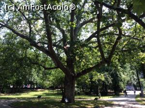[P57] Parcul Cismigiu - si cel mai batran pom pe care nu pot sa-l prind in cadru » foto by mishu
 - 
<span class="allrVoted glyphicon glyphicon-heart hidden" id="av752422"></span>
<a class="m-l-10 hidden" id="sv752422" onclick="voting_Foto_DelVot(,752422,11447)" role="button">șterge vot <span class="glyphicon glyphicon-remove"></span></a>
<a id="v9752422" class=" c-red"  onclick="voting_Foto_SetVot(752422)" role="button"><span class="glyphicon glyphicon-heart-empty"></span> <b>LIKE</b> = Votează poza</a> <img class="hidden"  id="f752422W9" src="/imagini/loader.gif" border="0" /><span class="AjErrMes hidden" id="e752422ErM"></span>