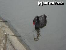 [P02] Lebada neagra pe lacul din Parcul Bordei » foto by Simonaaa*
 - 
<span class="allrVoted glyphicon glyphicon-heart hidden" id="av124998"></span>
<a class="m-l-10 hidden" id="sv124998" onclick="voting_Foto_DelVot(,124998,11447)" role="button">șterge vot <span class="glyphicon glyphicon-remove"></span></a>
<a id="v9124998" class=" c-red"  onclick="voting_Foto_SetVot(124998)" role="button"><span class="glyphicon glyphicon-heart-empty"></span> <b>LIKE</b> = Votează poza</a> <img class="hidden"  id="f124998W9" src="/imagini/loader.gif" border="0" /><span class="AjErrMes hidden" id="e124998ErM"></span>