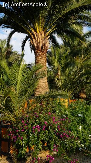 [P04] Gradina de palmieri » foto by GIN2015*
 - 
<span class="allrVoted glyphicon glyphicon-heart hidden" id="av810049"></span>
<a class="m-l-10 hidden" id="sv810049" onclick="voting_Foto_DelVot(,810049,11476)" role="button">șterge vot <span class="glyphicon glyphicon-remove"></span></a>
<a id="v9810049" class=" c-red"  onclick="voting_Foto_SetVot(810049)" role="button"><span class="glyphicon glyphicon-heart-empty"></span> <b>LIKE</b> = Votează poza</a> <img class="hidden"  id="f810049W9" src="/imagini/loader.gif" border="0" /><span class="AjErrMes hidden" id="e810049ErM"></span>