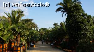 [P05] Palmieri » foto by GIN2015*
 - 
<span class="allrVoted glyphicon glyphicon-heart hidden" id="av810054"></span>
<a class="m-l-10 hidden" id="sv810054" onclick="voting_Foto_DelVot(,810054,11476)" role="button">șterge vot <span class="glyphicon glyphicon-remove"></span></a>
<a id="v9810054" class=" c-red"  onclick="voting_Foto_SetVot(810054)" role="button"><span class="glyphicon glyphicon-heart-empty"></span> <b>LIKE</b> = Votează poza</a> <img class="hidden"  id="f810054W9" src="/imagini/loader.gif" border="0" /><span class="AjErrMes hidden" id="e810054ErM"></span>