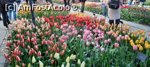 [P22] Grădinile Keukenhof, Pavilionul Willem-Alexander, cu nesfârșite lalele... » foto by mprofeanu
 - 
<span class="allrVoted glyphicon glyphicon-heart hidden" id="av1481582"></span>
<a class="m-l-10 hidden" id="sv1481582" onclick="voting_Foto_DelVot(,1481582,11516)" role="button">șterge vot <span class="glyphicon glyphicon-remove"></span></a>
<a id="v91481582" class=" c-red"  onclick="voting_Foto_SetVot(1481582)" role="button"><span class="glyphicon glyphicon-heart-empty"></span> <b>LIKE</b> = Votează poza</a> <img class="hidden"  id="f1481582W9" src="/imagini/loader.gif" border="0" /><span class="AjErrMes hidden" id="e1481582ErM"></span>