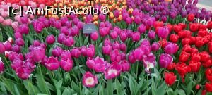 [P25] Grădinile Keukenhof, Pavilionul Willem-Alexander, cu nesfârșite lalele... » foto by mprofeanu
 - 
<span class="allrVoted glyphicon glyphicon-heart hidden" id="av1481585"></span>
<a class="m-l-10 hidden" id="sv1481585" onclick="voting_Foto_DelVot(,1481585,11516)" role="button">șterge vot <span class="glyphicon glyphicon-remove"></span></a>
<a id="v91481585" class=" c-red"  onclick="voting_Foto_SetVot(1481585)" role="button"><span class="glyphicon glyphicon-heart-empty"></span> <b>LIKE</b> = Votează poza</a> <img class="hidden"  id="f1481585W9" src="/imagini/loader.gif" border="0" /><span class="AjErrMes hidden" id="e1481585ErM"></span>