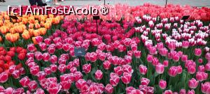 [P26] Grădinile Keukenhof, Pavilionul Willem-Alexander, cu nesfârșite lalele... » foto by mprofeanu
 - 
<span class="allrVoted glyphicon glyphicon-heart hidden" id="av1481586"></span>
<a class="m-l-10 hidden" id="sv1481586" onclick="voting_Foto_DelVot(,1481586,11516)" role="button">șterge vot <span class="glyphicon glyphicon-remove"></span></a>
<a id="v91481586" class=" c-red"  onclick="voting_Foto_SetVot(1481586)" role="button"><span class="glyphicon glyphicon-heart-empty"></span> <b>LIKE</b> = Votează poza</a> <img class="hidden"  id="f1481586W9" src="/imagini/loader.gif" border="0" /><span class="AjErrMes hidden" id="e1481586ErM"></span>
