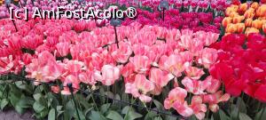 [P27] Grădinile Keukenhof, Pavilionul Willem-Alexander, cu nesfârșite lalele... » foto by mprofeanu
 - 
<span class="allrVoted glyphicon glyphicon-heart hidden" id="av1481587"></span>
<a class="m-l-10 hidden" id="sv1481587" onclick="voting_Foto_DelVot(,1481587,11516)" role="button">șterge vot <span class="glyphicon glyphicon-remove"></span></a>
<a id="v91481587" class=" c-red"  onclick="voting_Foto_SetVot(1481587)" role="button"><span class="glyphicon glyphicon-heart-empty"></span> <b>LIKE</b> = Votează poza</a> <img class="hidden"  id="f1481587W9" src="/imagini/loader.gif" border="0" /><span class="AjErrMes hidden" id="e1481587ErM"></span>