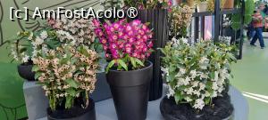 [P37] Grădinile Keukenhof, Pavilionul Beatrix » foto by mprofeanu
 - 
<span class="allrVoted glyphicon glyphicon-heart hidden" id="av1481597"></span>
<a class="m-l-10 hidden" id="sv1481597" onclick="voting_Foto_DelVot(,1481597,11516)" role="button">șterge vot <span class="glyphicon glyphicon-remove"></span></a>
<a id="v91481597" class=" c-red"  onclick="voting_Foto_SetVot(1481597)" role="button"><span class="glyphicon glyphicon-heart-empty"></span> <b>LIKE</b> = Votează poza</a> <img class="hidden"  id="f1481597W9" src="/imagini/loader.gif" border="0" /><span class="AjErrMes hidden" id="e1481597ErM"></span>