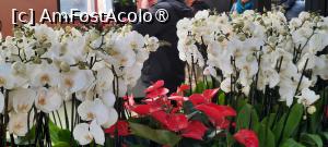 [P41] Grădinile Keukenhof, Pavilionul Beatrix, orhidee și anthurium » foto by mprofeanu
 - 
<span class="allrVoted glyphicon glyphicon-heart hidden" id="av1481601"></span>
<a class="m-l-10 hidden" id="sv1481601" onclick="voting_Foto_DelVot(,1481601,11516)" role="button">șterge vot <span class="glyphicon glyphicon-remove"></span></a>
<a id="v91481601" class=" c-red"  onclick="voting_Foto_SetVot(1481601)" role="button"><span class="glyphicon glyphicon-heart-empty"></span> <b>LIKE</b> = Votează poza</a> <img class="hidden"  id="f1481601W9" src="/imagini/loader.gif" border="0" /><span class="AjErrMes hidden" id="e1481601ErM"></span>
