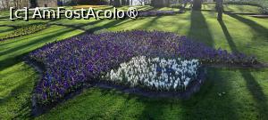 [P62] Grădinile Keukenhof, Loc frumos cu un soi de lalele pitice ce seamănă cu brândușele de la noi... » foto by mprofeanu
 - 
<span class="allrVoted glyphicon glyphicon-heart hidden" id="av1481622"></span>
<a class="m-l-10 hidden" id="sv1481622" onclick="voting_Foto_DelVot(,1481622,11516)" role="button">șterge vot <span class="glyphicon glyphicon-remove"></span></a>
<a id="v91481622" class=" c-red"  onclick="voting_Foto_SetVot(1481622)" role="button"><span class="glyphicon glyphicon-heart-empty"></span> <b>LIKE</b> = Votează poza</a> <img class="hidden"  id="f1481622W9" src="/imagini/loader.gif" border="0" /><span class="AjErrMes hidden" id="e1481622ErM"></span>