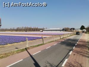 [P01] Drumul spre Keukenhof printre lanuri de flori » foto by Marius 72
 - 
<span class="allrVoted glyphicon glyphicon-heart hidden" id="av1304904"></span>
<a class="m-l-10 hidden" id="sv1304904" onclick="voting_Foto_DelVot(,1304904,11516)" role="button">șterge vot <span class="glyphicon glyphicon-remove"></span></a>
<a id="v91304904" class=" c-red"  onclick="voting_Foto_SetVot(1304904)" role="button"><span class="glyphicon glyphicon-heart-empty"></span> <b>LIKE</b> = Votează poza</a> <img class="hidden"  id="f1304904W9" src="/imagini/loader.gif" border="0" /><span class="AjErrMes hidden" id="e1304904ErM"></span>