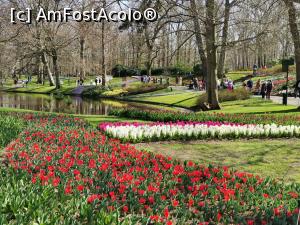 [P10] Keukenhof » foto by Marius 72
 - 
<span class="allrVoted glyphicon glyphicon-heart hidden" id="av1304920"></span>
<a class="m-l-10 hidden" id="sv1304920" onclick="voting_Foto_DelVot(,1304920,11516)" role="button">șterge vot <span class="glyphicon glyphicon-remove"></span></a>
<a id="v91304920" class=" c-red"  onclick="voting_Foto_SetVot(1304920)" role="button"><span class="glyphicon glyphicon-heart-empty"></span> <b>LIKE</b> = Votează poza</a> <img class="hidden"  id="f1304920W9" src="/imagini/loader.gif" border="0" /><span class="AjErrMes hidden" id="e1304920ErM"></span>