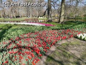 [P11] Keukenhof » foto by Marius 72
 - 
<span class="allrVoted glyphicon glyphicon-heart hidden" id="av1304921"></span>
<a class="m-l-10 hidden" id="sv1304921" onclick="voting_Foto_DelVot(,1304921,11516)" role="button">șterge vot <span class="glyphicon glyphicon-remove"></span></a>
<a id="v91304921" class=" c-red"  onclick="voting_Foto_SetVot(1304921)" role="button"><span class="glyphicon glyphicon-heart-empty"></span> <b>LIKE</b> = Votează poza</a> <img class="hidden"  id="f1304921W9" src="/imagini/loader.gif" border="0" /><span class="AjErrMes hidden" id="e1304921ErM"></span>
