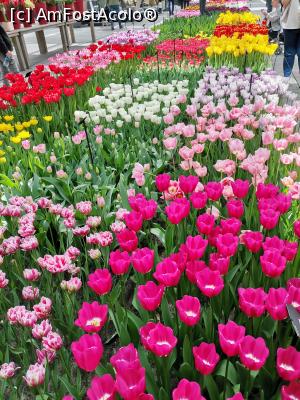 [P13] Keukenhof » foto by Marius 72
 - 
<span class="allrVoted glyphicon glyphicon-heart hidden" id="av1304923"></span>
<a class="m-l-10 hidden" id="sv1304923" onclick="voting_Foto_DelVot(,1304923,11516)" role="button">șterge vot <span class="glyphicon glyphicon-remove"></span></a>
<a id="v91304923" class=" c-red"  onclick="voting_Foto_SetVot(1304923)" role="button"><span class="glyphicon glyphicon-heart-empty"></span> <b>LIKE</b> = Votează poza</a> <img class="hidden"  id="f1304923W9" src="/imagini/loader.gif" border="0" /><span class="AjErrMes hidden" id="e1304923ErM"></span>