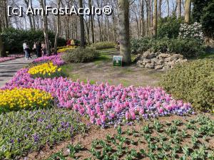 [P04] Keukenhof » foto by Marius 72
 - 
<span class="allrVoted glyphicon glyphicon-heart hidden" id="av1304907"></span>
<a class="m-l-10 hidden" id="sv1304907" onclick="voting_Foto_DelVot(,1304907,11516)" role="button">șterge vot <span class="glyphicon glyphicon-remove"></span></a>
<a id="v91304907" class=" c-red"  onclick="voting_Foto_SetVot(1304907)" role="button"><span class="glyphicon glyphicon-heart-empty"></span> <b>LIKE</b> = Votează poza</a> <img class="hidden"  id="f1304907W9" src="/imagini/loader.gif" border="0" /><span class="AjErrMes hidden" id="e1304907ErM"></span>
