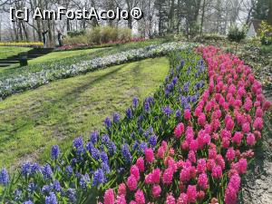 [P05] Keukenhof » foto by Marius 72
 - 
<span class="allrVoted glyphicon glyphicon-heart hidden" id="av1304908"></span>
<a class="m-l-10 hidden" id="sv1304908" onclick="voting_Foto_DelVot(,1304908,11516)" role="button">șterge vot <span class="glyphicon glyphicon-remove"></span></a>
<a id="v91304908" class=" c-red"  onclick="voting_Foto_SetVot(1304908)" role="button"><span class="glyphicon glyphicon-heart-empty"></span> <b>LIKE</b> = Votează poza</a> <img class="hidden"  id="f1304908W9" src="/imagini/loader.gif" border="0" /><span class="AjErrMes hidden" id="e1304908ErM"></span>