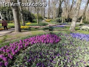 [P08] Keukenhof » foto by Marius 72
 - 
<span class="allrVoted glyphicon glyphicon-heart hidden" id="av1304911"></span>
<a class="m-l-10 hidden" id="sv1304911" onclick="voting_Foto_DelVot(,1304911,11516)" role="button">șterge vot <span class="glyphicon glyphicon-remove"></span></a>
<a id="v91304911" class=" c-red"  onclick="voting_Foto_SetVot(1304911)" role="button"><span class="glyphicon glyphicon-heart-empty"></span> <b>LIKE</b> = Votează poza</a> <img class="hidden"  id="f1304911W9" src="/imagini/loader.gif" border="0" /><span class="AjErrMes hidden" id="e1304911ErM"></span>