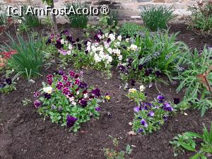 [P04] Explozie de culori la Mănăstirea Slatina » foto by roxxie
 - 
<span class="allrVoted glyphicon glyphicon-heart hidden" id="av1482528"></span>
<a class="m-l-10 hidden" id="sv1482528" onclick="voting_Foto_DelVot(,1482528,11553)" role="button">șterge vot <span class="glyphicon glyphicon-remove"></span></a>
<a id="v91482528" class=" c-red"  onclick="voting_Foto_SetVot(1482528)" role="button"><span class="glyphicon glyphicon-heart-empty"></span> <b>LIKE</b> = Votează poza</a> <img class="hidden"  id="f1482528W9" src="/imagini/loader.gif" border="0" /><span class="AjErrMes hidden" id="e1482528ErM"></span>