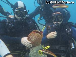 [P17] Scuba Diving- scoica de mare » foto by AleDia
 - 
<span class="allrVoted glyphicon glyphicon-heart hidden" id="av561554"></span>
<a class="m-l-10 hidden" id="sv561554" onclick="voting_Foto_DelVot(,561554,11606)" role="button">șterge vot <span class="glyphicon glyphicon-remove"></span></a>
<a id="v9561554" class=" c-red"  onclick="voting_Foto_SetVot(561554)" role="button"><span class="glyphicon glyphicon-heart-empty"></span> <b>LIKE</b> = Votează poza</a> <img class="hidden"  id="f561554W9" src="/imagini/loader.gif" border="0" /><span class="AjErrMes hidden" id="e561554ErM"></span>