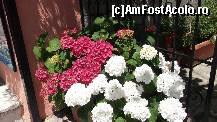 [P05] Floricele la intrare » foto by johnnyredlabel †
 - 
<span class="allrVoted glyphicon glyphicon-heart hidden" id="av326730"></span>
<a class="m-l-10 hidden" id="sv326730" onclick="voting_Foto_DelVot(,326730,11693)" role="button">șterge vot <span class="glyphicon glyphicon-remove"></span></a>
<a id="v9326730" class=" c-red"  onclick="voting_Foto_SetVot(326730)" role="button"><span class="glyphicon glyphicon-heart-empty"></span> <b>LIKE</b> = Votează poza</a> <img class="hidden"  id="f326730W9" src="/imagini/loader.gif" border="0" /><span class="AjErrMes hidden" id="e326730ErM"></span>