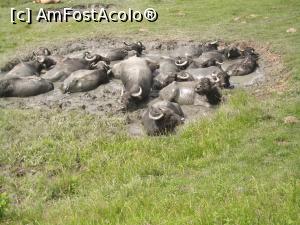 P07 [JUL-2017] Răcorire-am întâlnit această turmă de bivoli la ieșirea din sat Sebeșul de Sus răcorindu-se într-o piscină naturală,adică o baltă cu noroi..