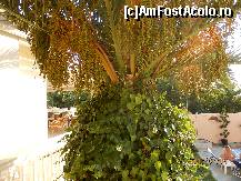 [P01] un frumos curmal crescut in fata terasei » foto by nuvreau
 - 
<span class="allrVoted glyphicon glyphicon-heart hidden" id="av449331"></span>
<a class="m-l-10 hidden" id="sv449331" onclick="voting_Foto_DelVot(,449331,11907)" role="button">șterge vot <span class="glyphicon glyphicon-remove"></span></a>
<a id="v9449331" class=" c-red"  onclick="voting_Foto_SetVot(449331)" role="button"><span class="glyphicon glyphicon-heart-empty"></span> <b>LIKE</b> = Votează poza</a> <img class="hidden"  id="f449331W9" src="/imagini/loader.gif" border="0" /><span class="AjErrMes hidden" id="e449331ErM"></span>