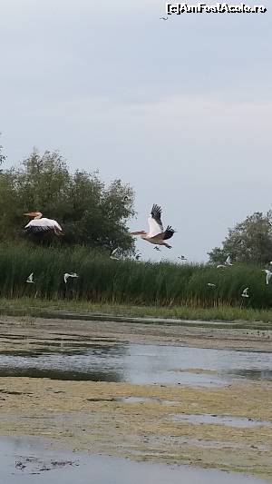 [P20] Pelicanii simbol al deltei » foto by robert
 - 
<span class="allrVoted glyphicon glyphicon-heart hidden" id="av638864"></span>
<a class="m-l-10 hidden" id="sv638864" onclick="voting_Foto_DelVot(,638864,11916)" role="button">șterge vot <span class="glyphicon glyphicon-remove"></span></a>
<a id="v9638864" class=" c-red"  onclick="voting_Foto_SetVot(638864)" role="button"><span class="glyphicon glyphicon-heart-empty"></span> <b>LIKE</b> = Votează poza</a> <img class="hidden"  id="f638864W9" src="/imagini/loader.gif" border="0" /><span class="AjErrMes hidden" id="e638864ErM"></span>