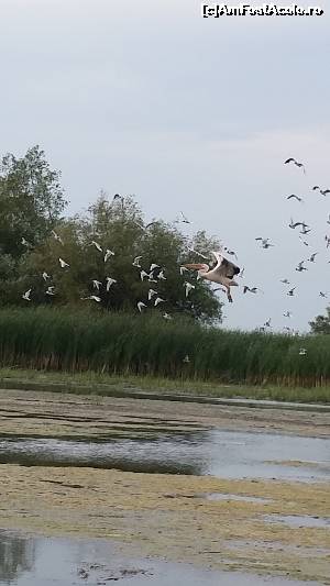 [P21] un pelican însoțit de chire » foto by robert
 - 
<span class="allrVoted glyphicon glyphicon-heart hidden" id="av638865"></span>
<a class="m-l-10 hidden" id="sv638865" onclick="voting_Foto_DelVot(,638865,11916)" role="button">șterge vot <span class="glyphicon glyphicon-remove"></span></a>
<a id="v9638865" class=" c-red"  onclick="voting_Foto_SetVot(638865)" role="button"><span class="glyphicon glyphicon-heart-empty"></span> <b>LIKE</b> = Votează poza</a> <img class="hidden"  id="f638865W9" src="/imagini/loader.gif" border="0" /><span class="AjErrMes hidden" id="e638865ErM"></span>