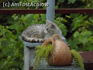 [P05]  -- <small>// FĂRĂ DESCRIERE</small> » foto by spirid72
 - 
<span class="allrVoted glyphicon glyphicon-heart hidden" id="av753833"></span>
<a class="m-l-10 hidden" id="sv753833" onclick="voting_Foto_DelVot(,753833,12032)" role="button">șterge vot <span class="glyphicon glyphicon-remove"></span></a>
<a id="v9753833" class=" c-red"  onclick="voting_Foto_SetVot(753833)" role="button"><span class="glyphicon glyphicon-heart-empty"></span> <b>LIKE</b> = Votează poza</a> <img class="hidden"  id="f753833W9" src="/imagini/loader.gif" border="0" /><span class="AjErrMes hidden" id="e753833ErM"></span>