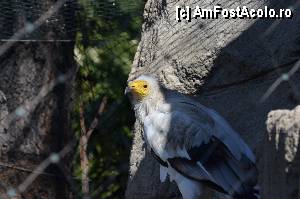 [P25] Zoo de Barcelona » foto by Muffin2009*
 - 
<span class="allrVoted glyphicon glyphicon-heart hidden" id="av350745"></span>
<a class="m-l-10 hidden" id="sv350745" onclick="voting_Foto_DelVot(,350745,12198)" role="button">șterge vot <span class="glyphicon glyphicon-remove"></span></a>
<a id="v9350745" class=" c-red"  onclick="voting_Foto_SetVot(350745)" role="button"><span class="glyphicon glyphicon-heart-empty"></span> <b>LIKE</b> = Votează poza</a> <img class="hidden"  id="f350745W9" src="/imagini/loader.gif" border="0" /><span class="AjErrMes hidden" id="e350745ErM"></span>