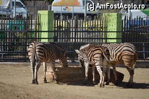 [P43] Zoo de Barcelona » foto by Muffin2009*
 - 
<span class="allrVoted glyphicon glyphicon-heart hidden" id="av350771"></span>
<a class="m-l-10 hidden" id="sv350771" onclick="voting_Foto_DelVot(,350771,12198)" role="button">șterge vot <span class="glyphicon glyphicon-remove"></span></a>
<a id="v9350771" class=" c-red"  onclick="voting_Foto_SetVot(350771)" role="button"><span class="glyphicon glyphicon-heart-empty"></span> <b>LIKE</b> = Votează poza</a> <img class="hidden"  id="f350771W9" src="/imagini/loader.gif" border="0" /><span class="AjErrMes hidden" id="e350771ErM"></span>