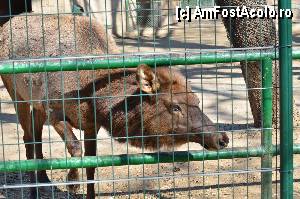 [P46] Zoo de Barcelona » foto by Muffin2009*
 - 
<span class="allrVoted glyphicon glyphicon-heart hidden" id="av350774"></span>
<a class="m-l-10 hidden" id="sv350774" onclick="voting_Foto_DelVot(,350774,12198)" role="button">șterge vot <span class="glyphicon glyphicon-remove"></span></a>
<a id="v9350774" class=" c-red"  onclick="voting_Foto_SetVot(350774)" role="button"><span class="glyphicon glyphicon-heart-empty"></span> <b>LIKE</b> = Votează poza</a> <img class="hidden"  id="f350774W9" src="/imagini/loader.gif" border="0" /><span class="AjErrMes hidden" id="e350774ErM"></span>