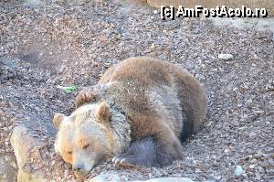 [P49] Zoo de Barcelona » foto by Muffin2009*
 - 
<span class="allrVoted glyphicon glyphicon-heart hidden" id="av350777"></span>
<a class="m-l-10 hidden" id="sv350777" onclick="voting_Foto_DelVot(,350777,12198)" role="button">șterge vot <span class="glyphicon glyphicon-remove"></span></a>
<a id="v9350777" class=" c-red"  onclick="voting_Foto_SetVot(350777)" role="button"><span class="glyphicon glyphicon-heart-empty"></span> <b>LIKE</b> = Votează poza</a> <img class="hidden"  id="f350777W9" src="/imagini/loader.gif" border="0" /><span class="AjErrMes hidden" id="e350777ErM"></span>