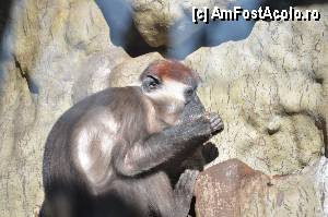 [P57] Zoo de Barcelona » foto by Muffin2009*
 - 
<span class="allrVoted glyphicon glyphicon-heart hidden" id="av350788"></span>
<a class="m-l-10 hidden" id="sv350788" onclick="voting_Foto_DelVot(,350788,12198)" role="button">șterge vot <span class="glyphicon glyphicon-remove"></span></a>
<a id="v9350788" class=" c-red"  onclick="voting_Foto_SetVot(350788)" role="button"><span class="glyphicon glyphicon-heart-empty"></span> <b>LIKE</b> = Votează poza</a> <img class="hidden"  id="f350788W9" src="/imagini/loader.gif" border="0" /><span class="AjErrMes hidden" id="e350788ErM"></span>