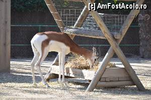 [P63] Zoo de Barcelona » foto by Muffin2009*
 - 
<span class="allrVoted glyphicon glyphicon-heart hidden" id="av350795"></span>
<a class="m-l-10 hidden" id="sv350795" onclick="voting_Foto_DelVot(,350795,12198)" role="button">șterge vot <span class="glyphicon glyphicon-remove"></span></a>
<a id="v9350795" class=" c-red"  onclick="voting_Foto_SetVot(350795)" role="button"><span class="glyphicon glyphicon-heart-empty"></span> <b>LIKE</b> = Votează poza</a> <img class="hidden"  id="f350795W9" src="/imagini/loader.gif" border="0" /><span class="AjErrMes hidden" id="e350795ErM"></span>