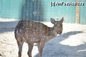 [P79] Zoo de Barcelona » foto by Muffin2009*
 - 
<span class="allrVoted glyphicon glyphicon-heart hidden" id="av350811"></span>
<a class="m-l-10 hidden" id="sv350811" onclick="voting_Foto_DelVot(,350811,12198)" role="button">șterge vot <span class="glyphicon glyphicon-remove"></span></a>
<a id="v9350811" class=" c-red"  onclick="voting_Foto_SetVot(350811)" role="button"><span class="glyphicon glyphicon-heart-empty"></span> <b>LIKE</b> = Votează poza</a> <img class="hidden"  id="f350811W9" src="/imagini/loader.gif" border="0" /><span class="AjErrMes hidden" id="e350811ErM"></span>