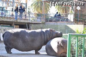 [P88] Zoo de Barcelona » foto by Muffin2009*
 - 
<span class="allrVoted glyphicon glyphicon-heart hidden" id="av350820"></span>
<a class="m-l-10 hidden" id="sv350820" onclick="voting_Foto_DelVot(,350820,12198)" role="button">șterge vot <span class="glyphicon glyphicon-remove"></span></a>
<a id="v9350820" class=" c-red"  onclick="voting_Foto_SetVot(350820)" role="button"><span class="glyphicon glyphicon-heart-empty"></span> <b>LIKE</b> = Votează poza</a> <img class="hidden"  id="f350820W9" src="/imagini/loader.gif" border="0" /><span class="AjErrMes hidden" id="e350820ErM"></span>