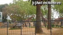 [P41] 40. Zoo » foto by nickro
 - 
<span class="allrVoted glyphicon glyphicon-heart hidden" id="av348196"></span>
<a class="m-l-10 hidden" id="sv348196" onclick="voting_Foto_DelVot(,348196,12198)" role="button">șterge vot <span class="glyphicon glyphicon-remove"></span></a>
<a id="v9348196" class=" c-red"  onclick="voting_Foto_SetVot(348196)" role="button"><span class="glyphicon glyphicon-heart-empty"></span> <b>LIKE</b> = Votează poza</a> <img class="hidden"  id="f348196W9" src="/imagini/loader.gif" border="0" /><span class="AjErrMes hidden" id="e348196ErM"></span>