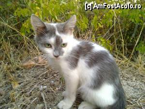[P08] Un pisoi ce cauta pe cineva sa fie adoptat.  » foto by costyy †
 - 
<span class="allrVoted glyphicon glyphicon-heart hidden" id="av358409"></span>
<a class="m-l-10 hidden" id="sv358409" onclick="voting_Foto_DelVot(,358409,12206)" role="button">șterge vot <span class="glyphicon glyphicon-remove"></span></a>
<a id="v9358409" class=" c-red"  onclick="voting_Foto_SetVot(358409)" role="button"><span class="glyphicon glyphicon-heart-empty"></span> <b>LIKE</b> = Votează poza</a> <img class="hidden"  id="f358409W9" src="/imagini/loader.gif" border="0" /><span class="AjErrMes hidden" id="e358409ErM"></span>