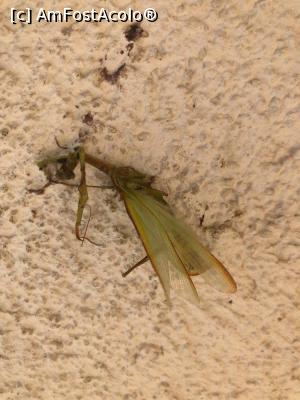 [P04] Insecta care era in balcon. » foto by radu12345
 - 
<span class="allrVoted glyphicon glyphicon-heart hidden" id="av1188193"></span>
<a class="m-l-10 hidden" id="sv1188193" onclick="voting_Foto_DelVot(,1188193,12245)" role="button">șterge vot <span class="glyphicon glyphicon-remove"></span></a>
<a id="v91188193" class=" c-red"  onclick="voting_Foto_SetVot(1188193)" role="button"><span class="glyphicon glyphicon-heart-empty"></span> <b>LIKE</b> = Votează poza</a> <img class="hidden"  id="f1188193W9" src="/imagini/loader.gif" border="0" /><span class="AjErrMes hidden" id="e1188193ErM"></span>