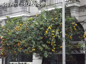 [P33] Portocalele precum globuleţe în brad » foto by irinad
 - 
<span class="allrVoted glyphicon glyphicon-heart hidden" id="av821171"></span>
<a class="m-l-10 hidden" id="sv821171" onclick="voting_Foto_DelVot(,821171,12612)" role="button">șterge vot <span class="glyphicon glyphicon-remove"></span></a>
<a id="v9821171" class=" c-red"  onclick="voting_Foto_SetVot(821171)" role="button"><span class="glyphicon glyphicon-heart-empty"></span> <b>LIKE</b> = Votează poza</a> <img class="hidden"  id="f821171W9" src="/imagini/loader.gif" border="0" /><span class="AjErrMes hidden" id="e821171ErM"></span>