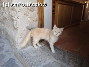 [P26] Miau...  » foto by maryka
 - 
<span class="allrVoted glyphicon glyphicon-heart hidden" id="av1085420"></span>
<a class="m-l-10 hidden" id="sv1085420" onclick="voting_Foto_DelVot(,1085420,12624)" role="button">șterge vot <span class="glyphicon glyphicon-remove"></span></a>
<a id="v91085420" class=" c-red"  onclick="voting_Foto_SetVot(1085420)" role="button"><span class="glyphicon glyphicon-heart-empty"></span> <b>LIKE</b> = Votează poza</a> <img class="hidden"  id="f1085420W9" src="/imagini/loader.gif" border="0" /><span class="AjErrMes hidden" id="e1085420ErM"></span>