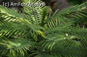 [P51] Wollemi Pine.  » foto by maryka <span class="label label-default labelC_thin small">NEVOTABILĂ</span>