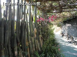 [P59] Un perete despărțitor, din cactuși.  » foto by maryka
 - 
<span class="allrVoted glyphicon glyphicon-heart hidden" id="av1097170"></span>
<a class="m-l-10 hidden" id="sv1097170" onclick="voting_Foto_DelVot(,1097170,12624)" role="button">șterge vot <span class="glyphicon glyphicon-remove"></span></a>
<a id="v91097170" class=" c-red"  onclick="voting_Foto_SetVot(1097170)" role="button"><span class="glyphicon glyphicon-heart-empty"></span> <b>LIKE</b> = Votează poza</a> <img class="hidden"  id="f1097170W9" src="/imagini/loader.gif" border="0" /><span class="AjErrMes hidden" id="e1097170ErM"></span>