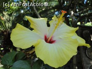 [P65] Floare de hibiscus uriașă.  » foto by maryka
 - 
<span class="allrVoted glyphicon glyphicon-heart hidden" id="av1097176"></span>
<a class="m-l-10 hidden" id="sv1097176" onclick="voting_Foto_DelVot(,1097176,12624)" role="button">șterge vot <span class="glyphicon glyphicon-remove"></span></a>
<a id="v91097176" class=" c-red"  onclick="voting_Foto_SetVot(1097176)" role="button"><span class="glyphicon glyphicon-heart-empty"></span> <b>LIKE</b> = Votează poza</a> <img class="hidden"  id="f1097176W9" src="/imagini/loader.gif" border="0" /><span class="AjErrMes hidden" id="e1097176ErM"></span>