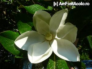 [P14] Magnolie inflorita » foto by mondo_76
 - 
<span class="allrVoted glyphicon glyphicon-heart hidden" id="av439895"></span>
<a class="m-l-10 hidden" id="sv439895" onclick="voting_Foto_DelVot(,439895,12758)" role="button">șterge vot <span class="glyphicon glyphicon-remove"></span></a>
<a id="v9439895" class=" c-red"  onclick="voting_Foto_SetVot(439895)" role="button"><span class="glyphicon glyphicon-heart-empty"></span> <b>LIKE</b> = Votează poza</a> <img class="hidden"  id="f439895W9" src="/imagini/loader.gif" border="0" /><span class="AjErrMes hidden" id="e439895ErM"></span>