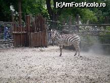 [P27] Zoo Budapesta - tarcul cu zebre. » foto by presario
 - 
<span class="allrVoted glyphicon glyphicon-heart hidden" id="av46514"></span>
<a class="m-l-10 hidden" id="sv46514" onclick="voting_Foto_DelVot(,46514,12774)" role="button">șterge vot <span class="glyphicon glyphicon-remove"></span></a>
<a id="v946514" class=" c-red"  onclick="voting_Foto_SetVot(46514)" role="button"><span class="glyphicon glyphicon-heart-empty"></span> <b>LIKE</b> = Votează poza</a> <img class="hidden"  id="f46514W9" src="/imagini/loader.gif" border="0" /><span class="AjErrMes hidden" id="e46514ErM"></span>
