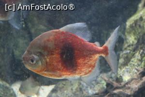 [P20]  -- <small>// FĂRĂ DESCRIERE</small> » foto by mont
 - 
<span class="allrVoted glyphicon glyphicon-heart hidden" id="av1511768"></span>
<a class="m-l-10 hidden" id="sv1511768" onclick="voting_Foto_DelVot(,1511768,12774)" role="button">șterge vot <span class="glyphicon glyphicon-remove"></span></a>
<a id="v91511768" class=" c-red"  onclick="voting_Foto_SetVot(1511768)" role="button"><span class="glyphicon glyphicon-heart-empty"></span> <b>LIKE</b> = Votează poza</a> <img class="hidden"  id="f1511768W9" src="/imagini/loader.gif" border="0" /><span class="AjErrMes hidden" id="e1511768ErM"></span>