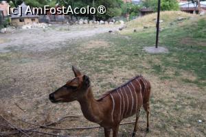 [P28]  -- <small>// FĂRĂ DESCRIERE</small> » foto by mont
 - 
<span class="allrVoted glyphicon glyphicon-heart hidden" id="av1511776"></span>
<a class="m-l-10 hidden" id="sv1511776" onclick="voting_Foto_DelVot(,1511776,12774)" role="button">șterge vot <span class="glyphicon glyphicon-remove"></span></a>
<a id="v91511776" class=" c-red"  onclick="voting_Foto_SetVot(1511776)" role="button"><span class="glyphicon glyphicon-heart-empty"></span> <b>LIKE</b> = Votează poza</a> <img class="hidden"  id="f1511776W9" src="/imagini/loader.gif" border="0" /><span class="AjErrMes hidden" id="e1511776ErM"></span>