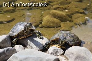 [P05] Țestoase la soare! » foto by mont
 - 
<span class="allrVoted glyphicon glyphicon-heart hidden" id="av1511753"></span>
<a class="m-l-10 hidden" id="sv1511753" onclick="voting_Foto_DelVot(,1511753,12774)" role="button">șterge vot <span class="glyphicon glyphicon-remove"></span></a>
<a id="v91511753" class=" c-red"  onclick="voting_Foto_SetVot(1511753)" role="button"><span class="glyphicon glyphicon-heart-empty"></span> <b>LIKE</b> = Votează poza</a> <img class="hidden"  id="f1511753W9" src="/imagini/loader.gif" border="0" /><span class="AjErrMes hidden" id="e1511753ErM"></span>